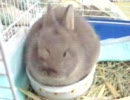 うさぎの大盛り