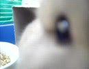 (｀ｪ´)ﾌﾟﾝﾋﾟｰ！