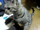 干し芋を貪る猫