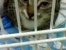 ＜猫＞Ｎonstop cat......
