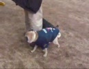 それぞれのパグの個性