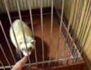 【フェレット】おやつの時間