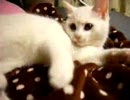 CONNY【ちゅー痛めつけ】