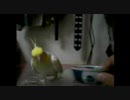 オカメインコにみくみく♪を歌わせてみた〜初級編〜
