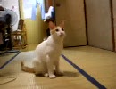 初うｐテスト