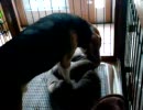 ウジウジ犬