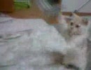 ぬこ☆すた