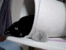 黒ぬこポモナ(必死に手を出す)
