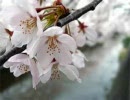 ニコニコ春寄席　三遊亭金馬　花見の仇討
