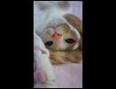 【背中に】我が家の猫様【ひょうたん】