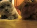 （吹いたら）キレまくる猫たち（人間組）
