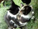 子猫交尾