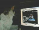 ２年前の自分自身を冷静に見る猫