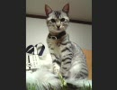 うちのにに