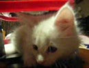 【猫より犬派】はじめてのねこ　09/2/20