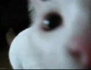 うちのヌコ(*´ー`*)ゆず part.6
