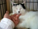 うわぁ・・・ぬこさんのここ・・・すごくあたたかいなり・・・