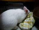 ほりほりうさぎ