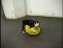 犬…