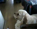 歌う犬　『ピッチ』　！！