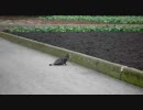 鳩を狙う猫にビビるコーギー