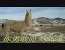 中国の女の子が歌うアルパカラップ