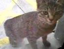 【猫より犬派】番外編　野良の子猫