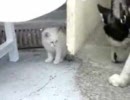 べジータ猫が伝説のスーパーグミを探しているようです