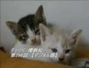 (有) チ/ェ/リ/ベ　櫻鈴松　　第296回　【デジタル版】