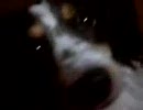 Shpongled Dog
