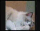 うどん職人。もふもふもふ