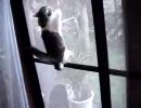子猫が網戸を登ったよ
