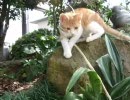 我が家の末っ子になった子猫。