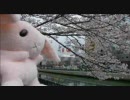 田村ゆかりヲタがAKB48の10年桜を少し歌ってみた♪
