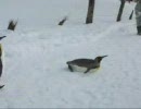 旭山動物園　ペンギンの腹滑り