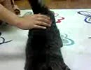 ここをポンポンしてあげると