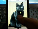 ひたすらタッチしてぬこを鳴かすiPhoneアプリ「Meow」