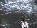箕面の鴨