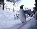 旭山動物園 - ペンギンの散歩