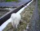 マーキングする秋田犬