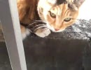ぬこにともに