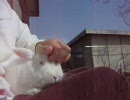 ﾟ。+ﾟ　春うさぎ　ﾟ+。ﾟ
