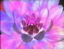 1998年　卒業制作