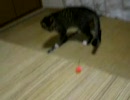 キジトラのプチ　４