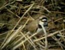 コチドリ090326千葉県