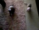 フェレット「激しいバトル～怪しいバックステップ」Ferret Battle