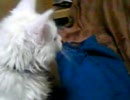 【猫より犬派】はじめてのねこ　コロコロに興味津々１
