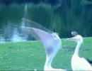 ハトを丸呑みするペリカン　その２