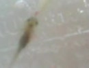 べビウパ★捕食の瞬間