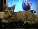 「キーボードに邪魔しに来る子猫」　■15万再生記念■